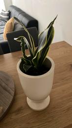 Aangeboden sanseveria, Ophalen, Overige soorten, Halfschaduw, In pot