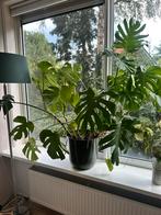 Mega monstera plant, Ophalen of Verzenden, Overige soorten, Minder dan 100 cm
