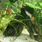 Mannelijke guppy 4€, Dieren en Toebehoren, Vissen | Aquariumvissen, Vis, Zoetwatervis