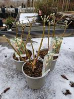 Heel bijzonder Edgeworthia chrysantha Grandiflora., Ophalen, Overige soorten, Volle zon