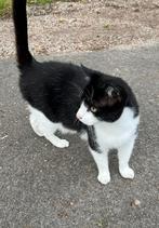 Lieve kater zoekt nieuw huis, Kater, Kortharig, 6 jaar of ouder