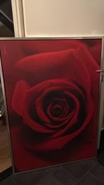Grote Rode Roos Print in Lijst, Ophalen