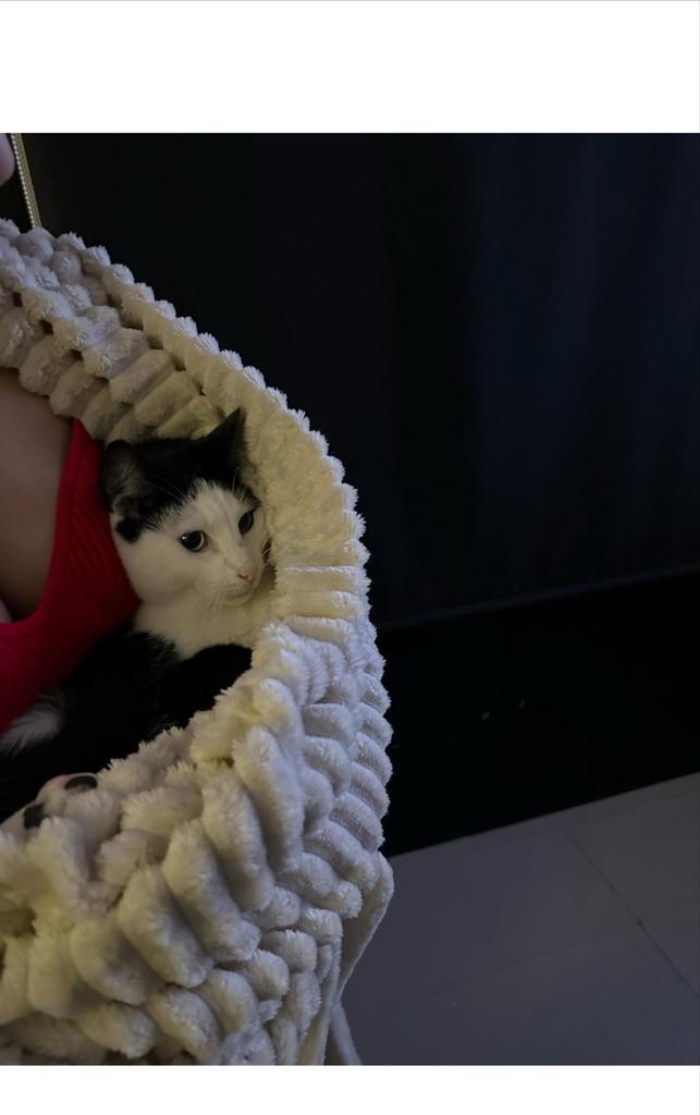 Lapjes katten, Dieren en Toebehoren, Katten en Kittens | Overige Katten, Langharig, Meerdere dieren, 3 tot 5 jaar