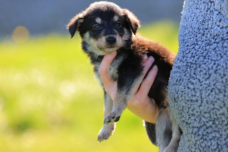 duitse herder pups / border collie pups / labrador kruising, Dieren en Toebehoren, Honden | Herdershonden en Veedrijvers, Meerdere dieren