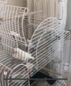 Gebruikte grote vogelkooi met toebehoren, Ophalen, Gebruikt, Kooi-accessoires