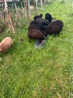 Ouessantschapen, Dieren en Toebehoren, Vrouwelijk, Schaap