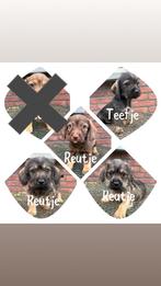 Doxipoo pups, Dieren en Toebehoren, CDV (hondenziekte), 8 tot 15 weken, Korthaar, Dwerg