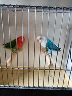 Koppel opaline (Jong), Dieren en Toebehoren, Vogels | Parkieten en Papegaaien, Meerdere dieren, Dwergpapegaai of Agapornis, Geringd