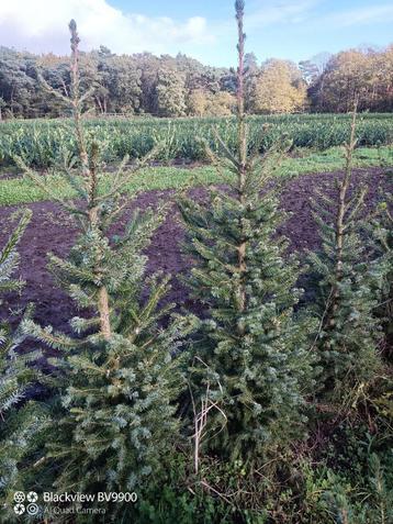 Perceel opruiming kerstbomen picea omorika 100-175cm beschikbaar voor biedingen