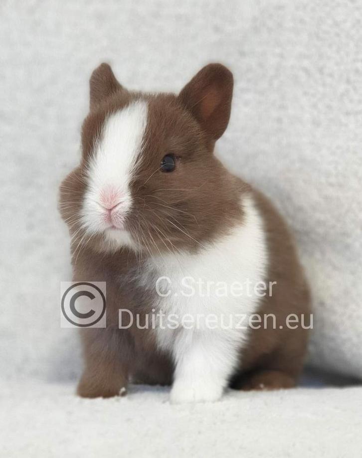 De enige ECHTE mini loffelohr konijntjes, Dieren en Toebehoren, Konijnen, Dwerg, Meerdere dieren, 0 tot 2 jaar