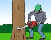 bomen gratis gezaagt, Tuin en Terras, Planten | Bomen, Overige soorten, Volle zon, Ophalen