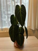 Philodendron Melanochrysum, Ophalen, Halfschaduw, Minder dan 100 cm