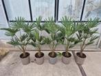 Palm, Trachycarpus WAGNERIANUS, winterhard, Tuin en Terras, Volle zon, Ophalen of Verzenden, 100 tot 250 cm, Zomer