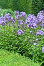 Vlambloem | Phlox P. Blue Paradise | Chemievrij | P9, Overige soorten, Volle zon, Vaste plant, Ophalen of Verzenden