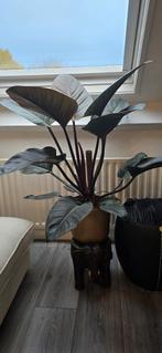 Philodendron Red Beauty - Prachtige kamerplant!, Huis en Inrichting, Kamerplanten, Ophalen of Verzenden