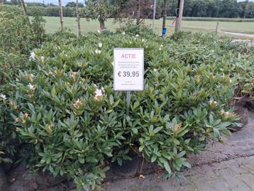 Actie!!! Rhododendron cunningham white, wit bloeiend 100cm beschikbaar voor biedingen