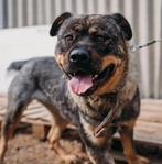 Rottweiler mix, asielhond, ter adoptie, Particulier, Rabiës (hondsdolheid), Overige rassen, Buitenland