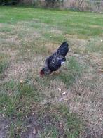 Barnevelder kriel, zilver, haan, Dieren en Toebehoren, Mannelijk, Kip