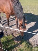 Verzorgpony/paard GEZOCHT, verzorgster aangeboden, Dieren en Toebehoren, Paarden en Pony's | Overige Paardenspullen, Ophalen of Verzenden