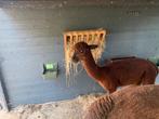 Alpaca hengst, Dieren en Toebehoren, Augustus, Mannelijk