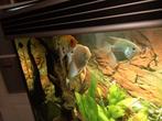 Maanvissen, Dieren en Toebehoren, Vissen | Aquariumvissen, Vis