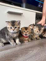 🌟Uniek nestje kittens vol karakter ✨, Dieren en Toebehoren, Katten en Kittens | Raskatten | Korthaar, Meerdere dieren, Ontwormd