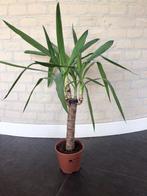 Yucca 75 cm., Ophalen of Verzenden, Overige soorten, Minder dan 100 cm