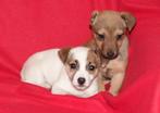 jackie JACK RUSSELL PUPS MOGEN VERHUIZEN, Dieren en Toebehoren, Honden | Jack Russells en Terriërs, Nederland, Jack Russell Terriër