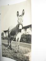 9484 ezel uit buitenland =POREC=, Verzenden, Voor 1920