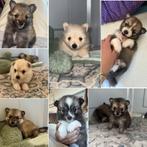 Pomsky f4 pups, Overige rassen, 8 tot 15 weken, Meerdere, Meerdere dieren