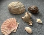 Mooie set schelpen, nog in perfecte staat!, Ophalen of Verzenden, Schelp(en)