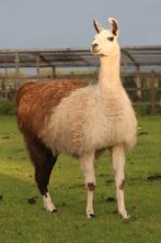 Span lama's, Dieren en Toebehoren, Overige Dieren, Meerdere dieren