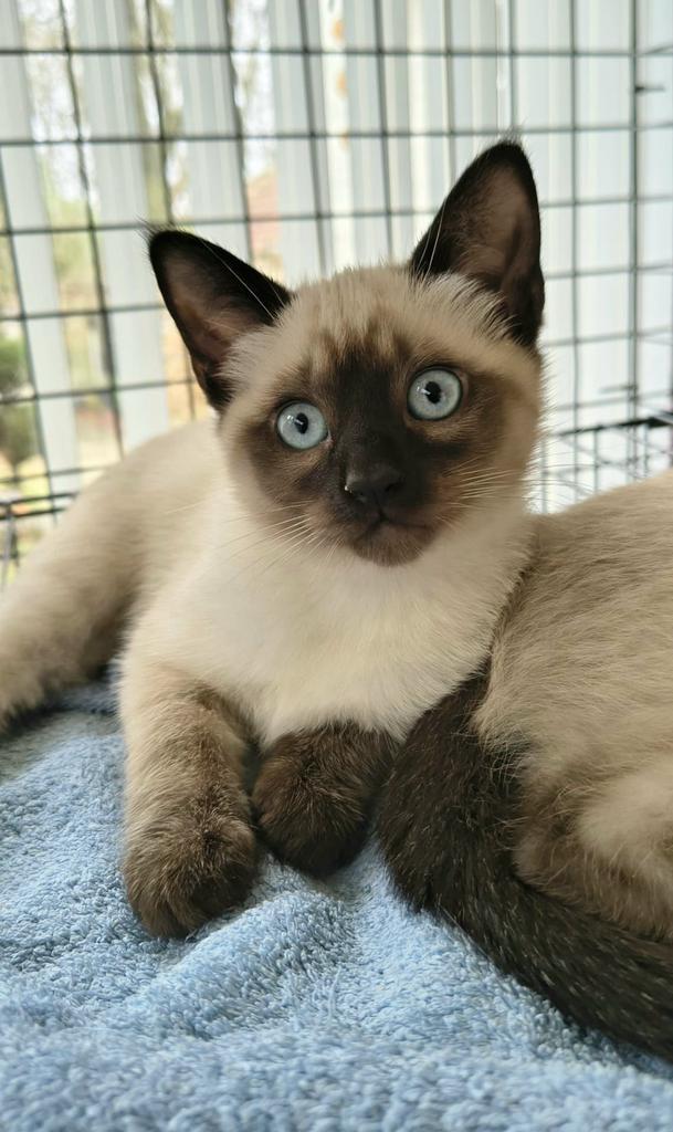 Supermooie siamese kittens, Dieren en Toebehoren, Katten en Kittens | Raskatten | Korthaar, Meerdere dieren, 0 tot 2 jaar, Ontwormd