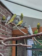 grasparkieten, Vrouwelijk, Parkiet