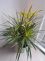 Planten, Ophalen, Overige soorten, Volle zon