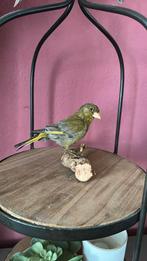 Opgezette vogel, Verzamelen, Ophalen of Verzenden, Zo goed als nieuw, Vogel, Opgezet dier