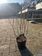 Myrica Gale - Gagelstruik, Volle zon, Vaste plant, Lente, Ophalen