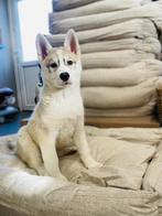 Belgische Husky pups te koop, Dieren en Toebehoren, Honden | Poolhonden, Keeshonden en Oertypen, CDV (hondenziekte), Meerdere