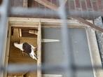Jonge kleurpostduif, Dieren en Toebehoren, Geslacht onbekend, Postduif