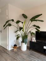 Sterilitzia nicolai - paradijsvogelplant, Ophalen, Overige soorten, Halfschaduw, 150 tot 200 cm