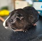 Ter adoptie; Kees, jonge cavia, April, Mannelijk, Cavia