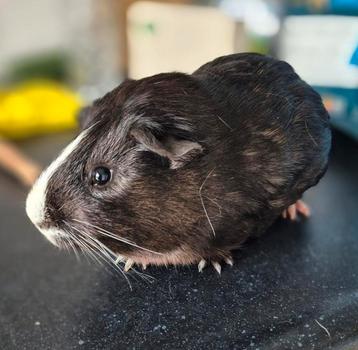 Ter adoptie; Kees, jonge cavia beschikbaar voor biedingen