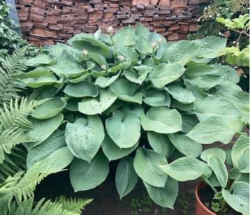 Imposante Hosta in kuip beschikbaar voor biedingen