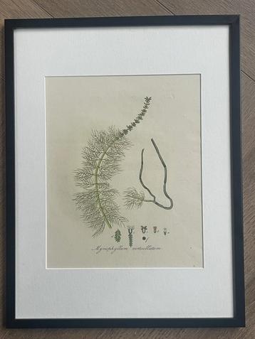 1820 Flora Batava / Jan Kops - Kransbloemig Vederkruid beschikbaar voor biedingen