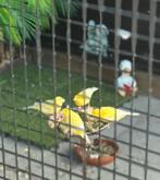 Mooie gele Harzer Roller kanaries, Dieren en Toebehoren, Vogels | Kanaries, Meerdere dieren, Zangkanarie