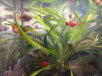 Platy’s, Dieren en Toebehoren, Vissen | Aquariumvissen, Vis, Zoetwatervis