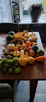 Decoratieve Pompoenen Mix, Tuin en Terras, Ophalen, Volle zon, Groenteplanten, Eenjarig