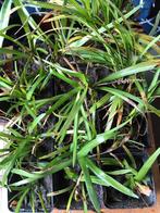 Liriope stekjes te koop, Ophalen of Verzenden, Zomer, Overige soorten, Halfschaduw