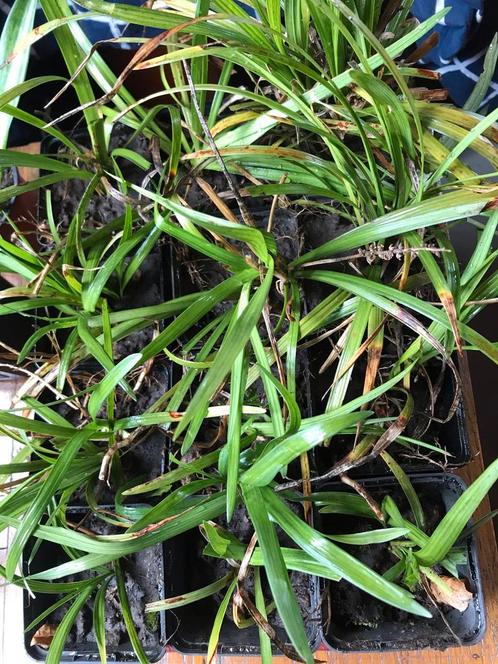 Liriope stekjes te koop, Tuin en Terras, Planten | Tuinplanten, Overige soorten, Halfschaduw, Zomer, Ophalen of Verzenden