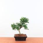 Bonsai Ilex Crenata 'Japanse Hulst', Tuin en Terras, Planten | Bomen, In pot, Minder dan 100 cm, Halfschaduw, Overige soorten